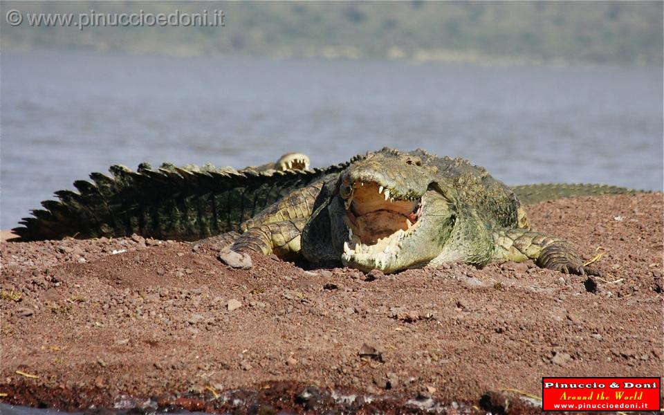 Ethiopia - Lago Chamo - Coccodrilli - 10.jpg